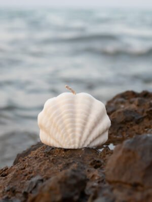 Sea Muse